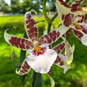 Aliceara Renaissance 'White' - parfumata