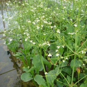 Alisma parviflora