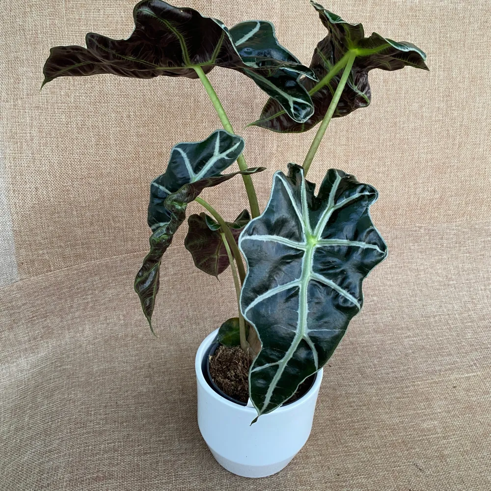 Alocasia amazonica dwarf