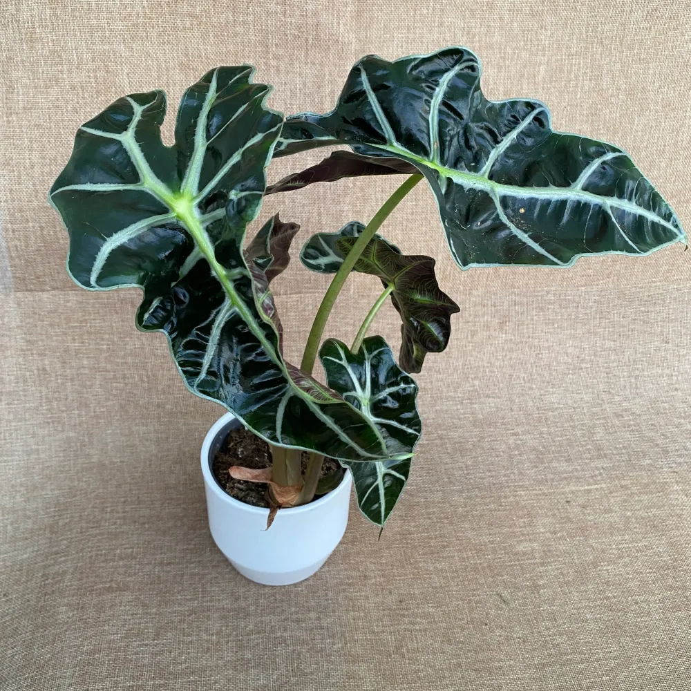 Alocasia amazonica dwarf