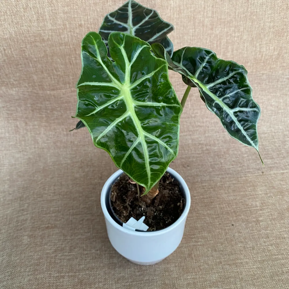 Alocasia amazonica dwarf