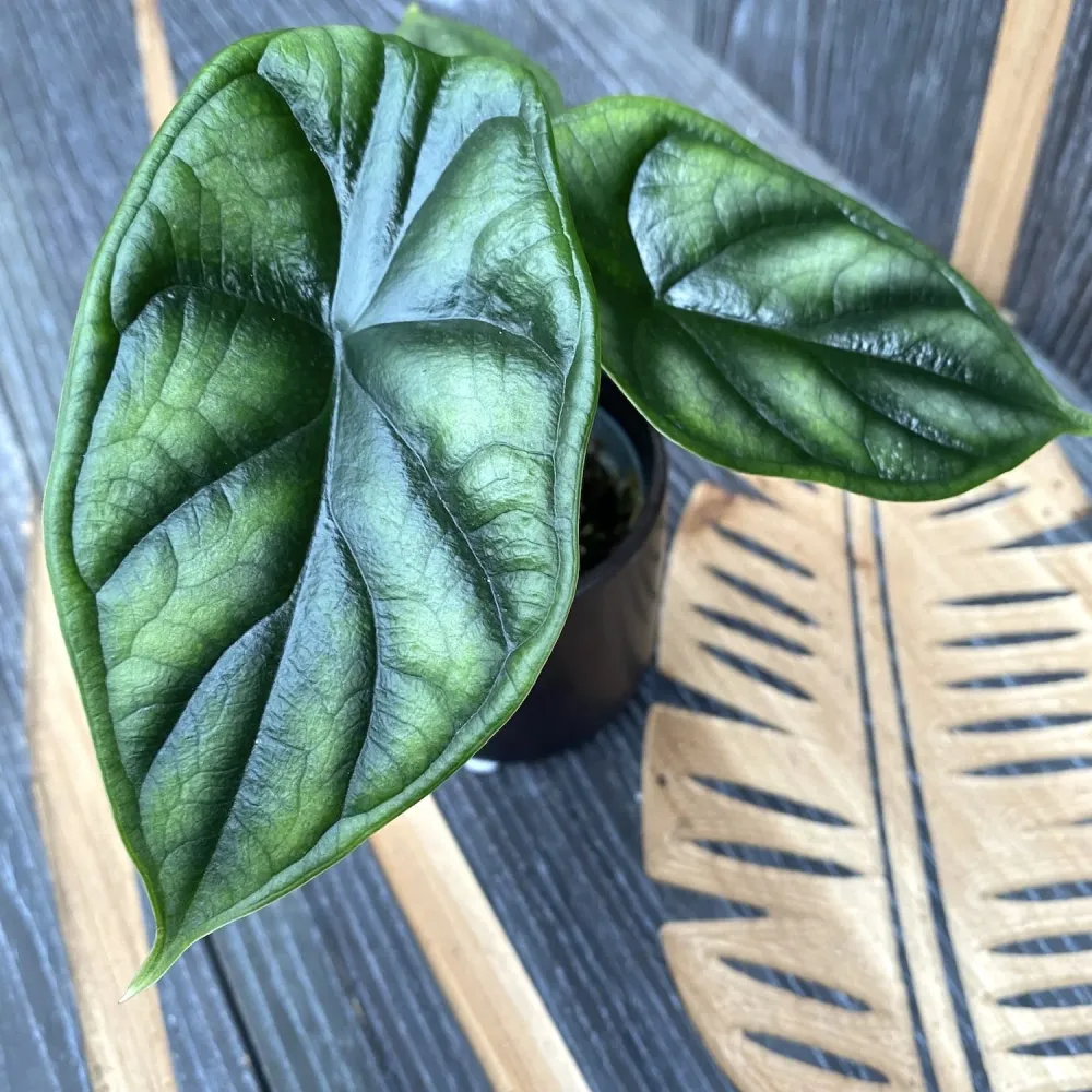 Alocasia baginda 'Dragon Scale' *babyplant