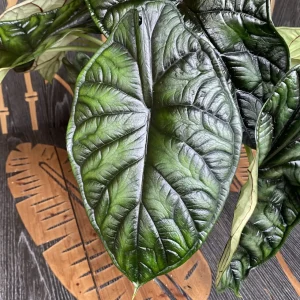 Alocasia baginda 'Dragon Scale' - exemplare XL