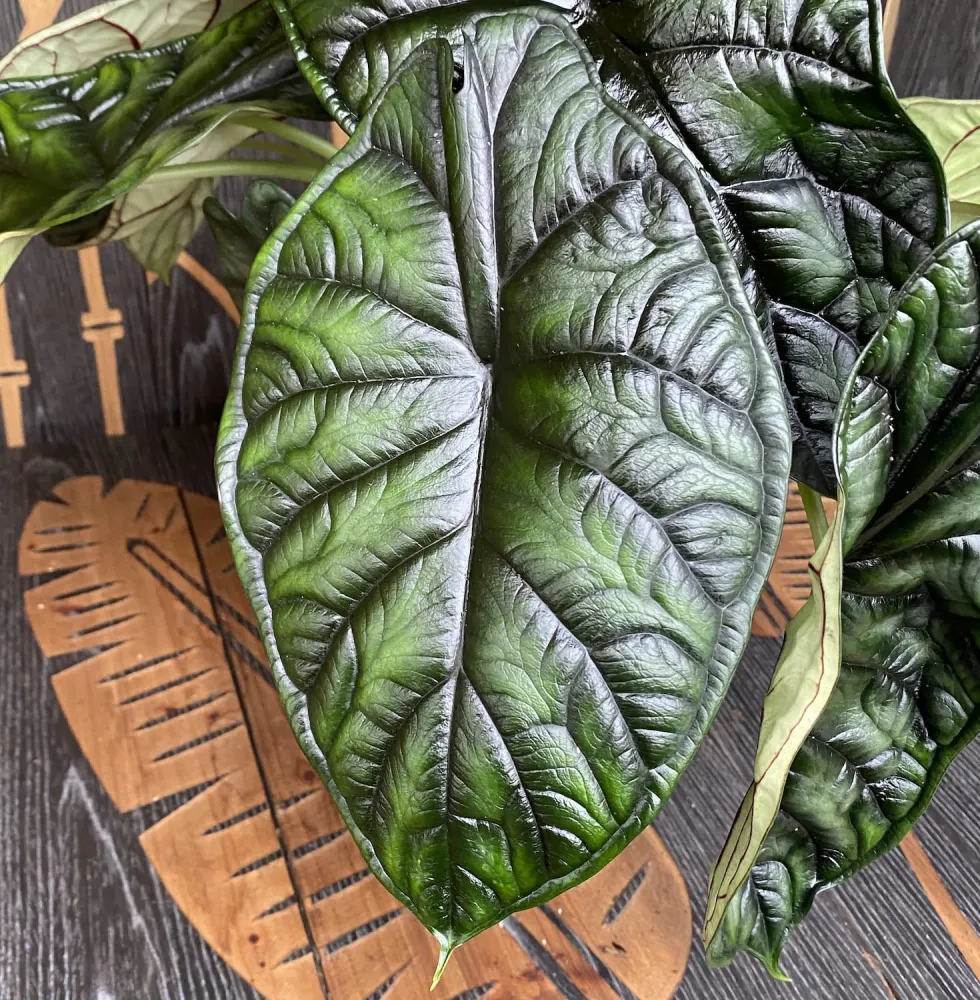Alocasia baginda 'Dragon Scale' - exemplare XL
