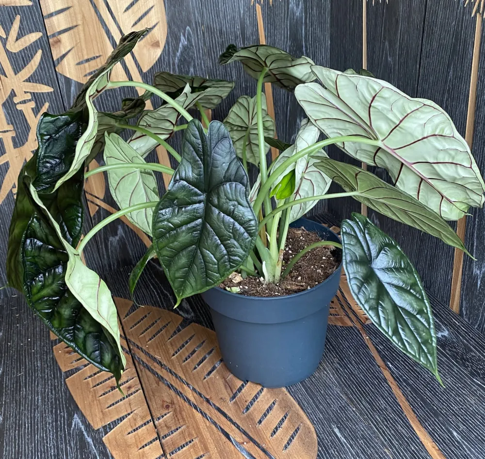 Alocasia baginda 'Dragon Scale' - exemplare XL