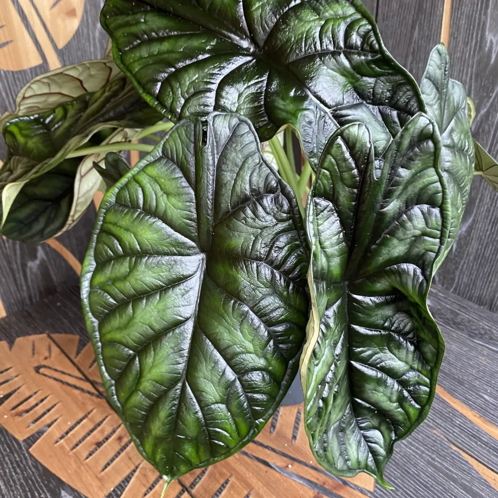 Alocasia baginda 'Dragon Scale' - exemplare XL