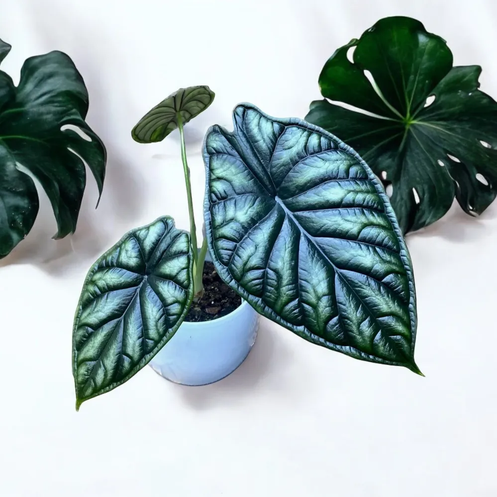 Alocasia baginda ‘Dragon Scale’ – frumusete mitica cu frunze ca solzii de dragon