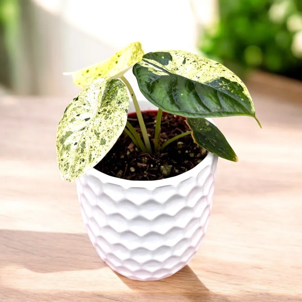 Alocasia baginda 'Dragon Scale' Mint Variegata