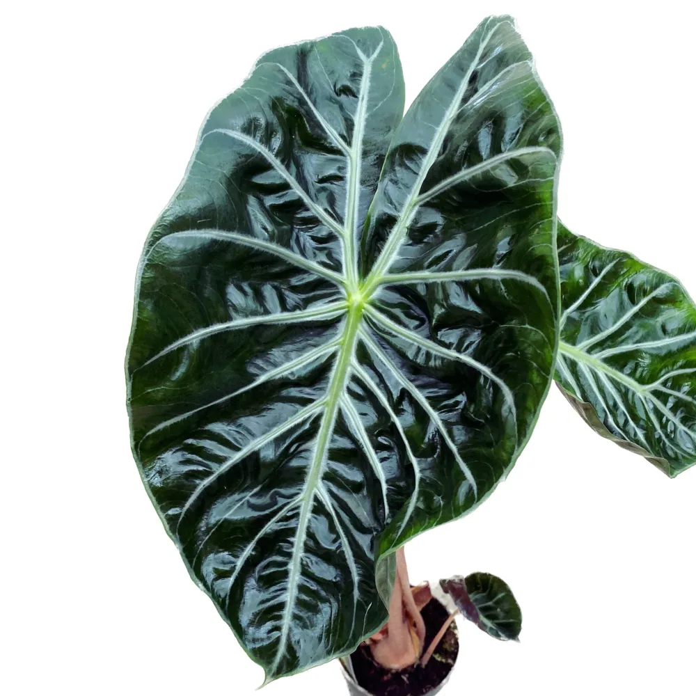 Alocasia baginda 'Pink Dragon'