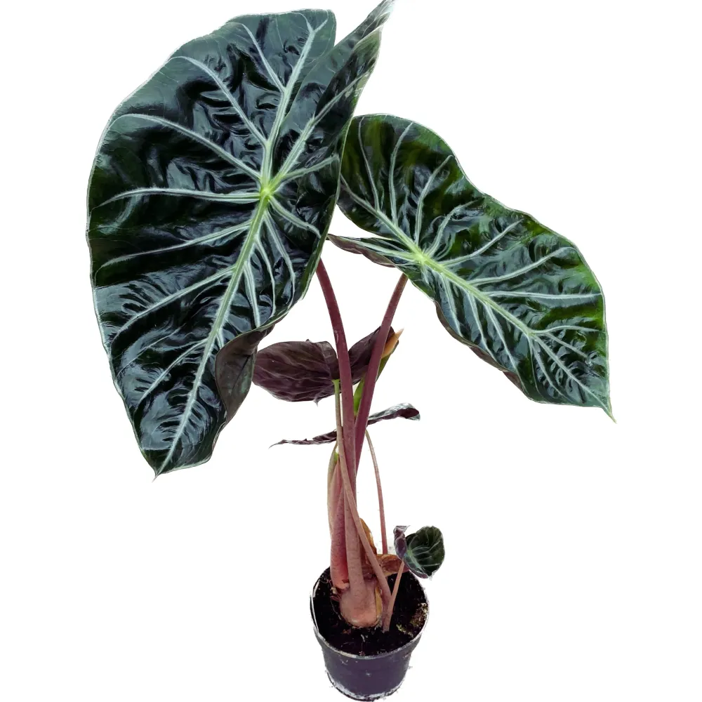 Alocasia baginda 'Pink Dragon'