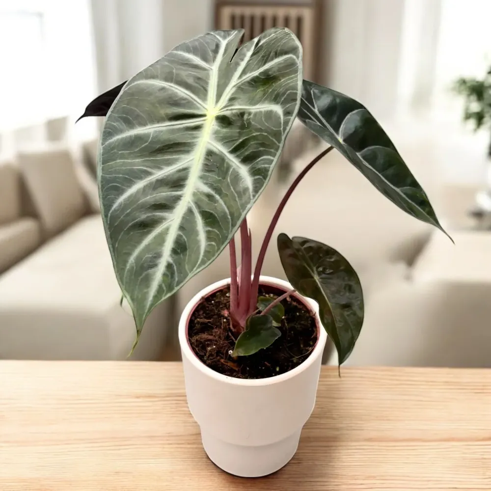 Alocasia baginda 'Pink Dragon'