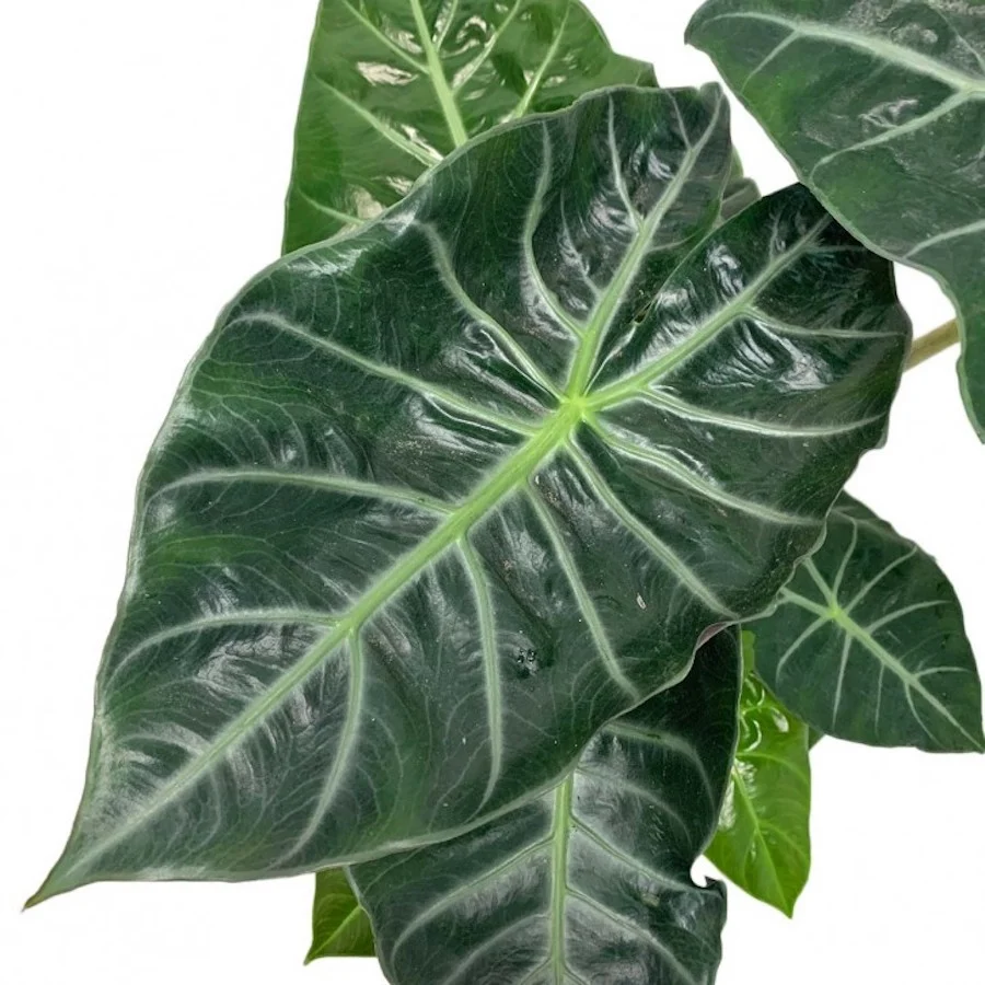 Alocasia baginda 'Pink Dragon'