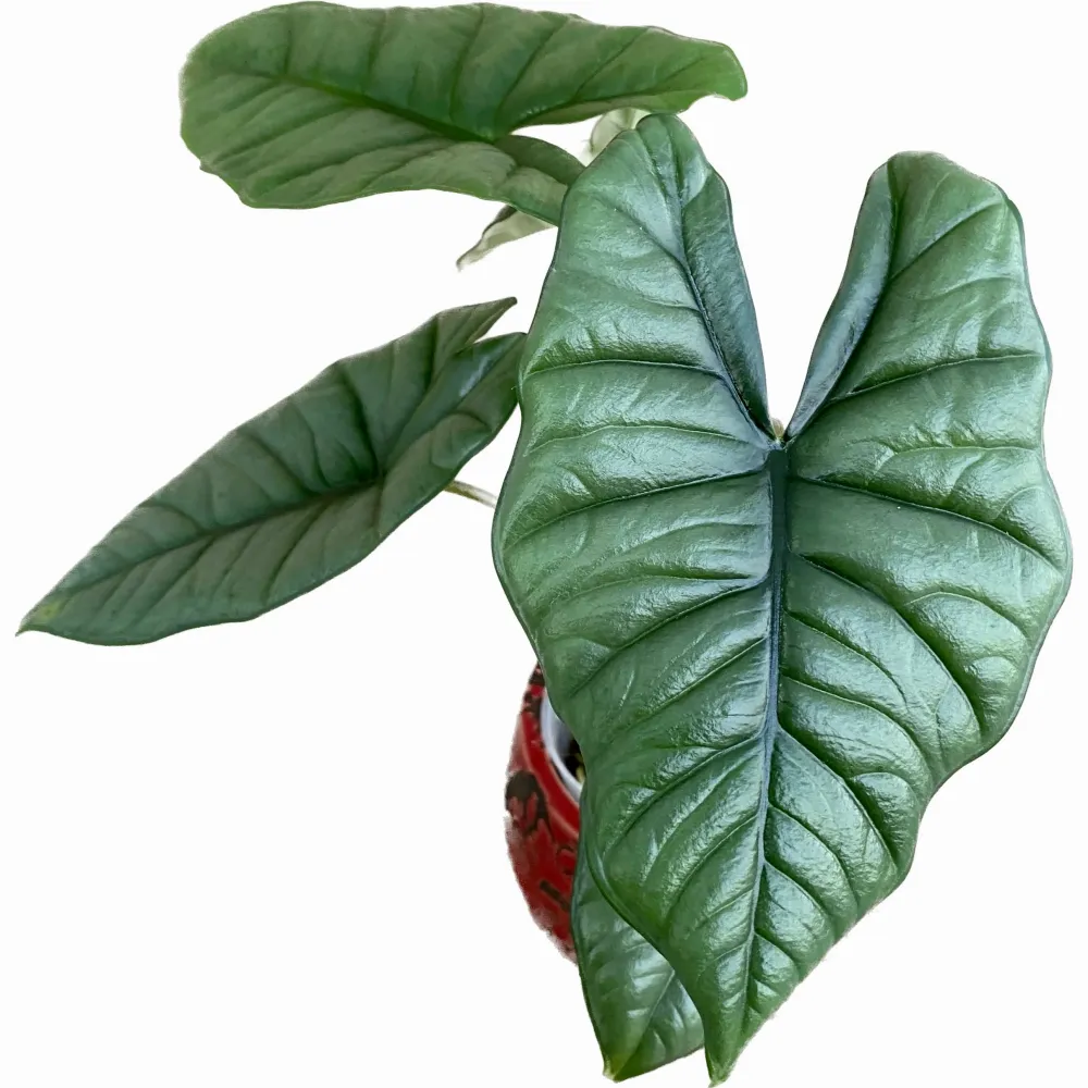 Alocasia Bisma