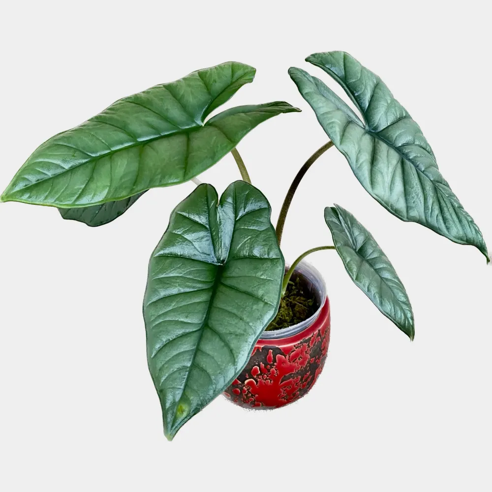 Alocasia Bisma
