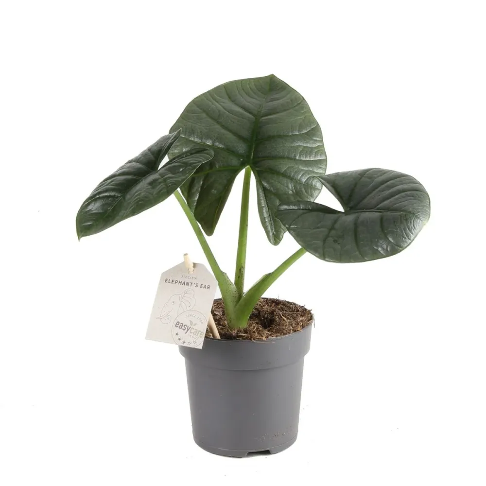 Alocasia Bisma Silver