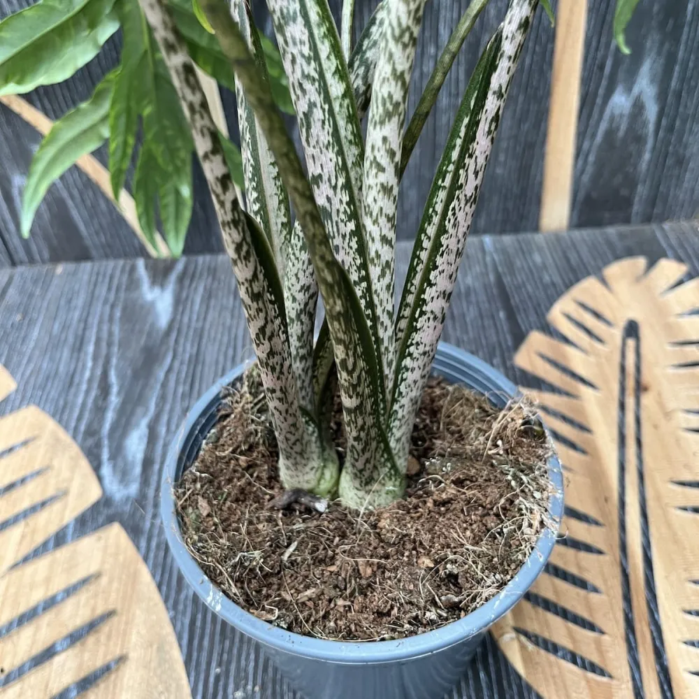 Alocasia brancifolia 'Pink Passion' 2pp