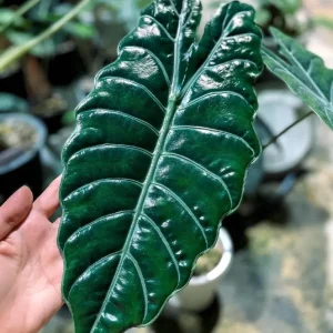 Alocasia 'Chantrieri'