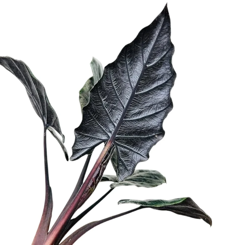 Alocasia chienlii 'Antoro Velvet' - varietate rara cu frunzis catifelat, verde-inchis
