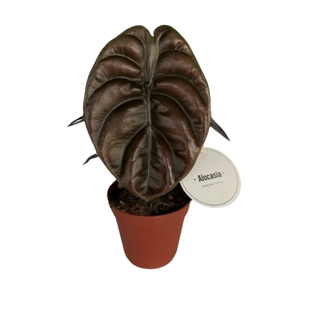 Alocasia cuprea 'Red Secret'