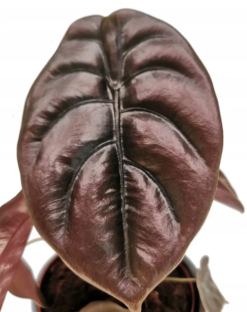 Alocasia cuprea 'Red Secret'
