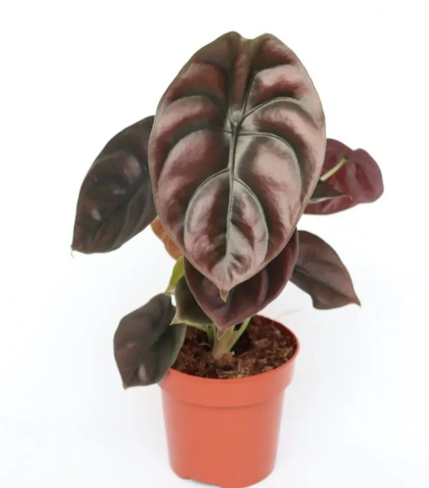 Alocasia cuprea 'Red Secret'