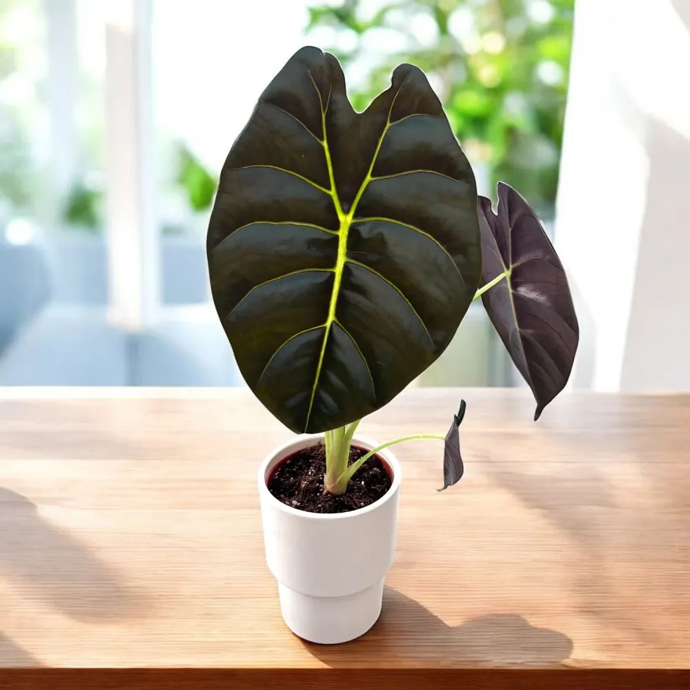 Alocasia ‘Golden Bone’ – frunze aurii cu reflexii tropicale