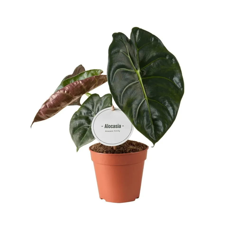 Alocasia ‘Golden Bone’ – frunze aurii cu reflexii tropicale