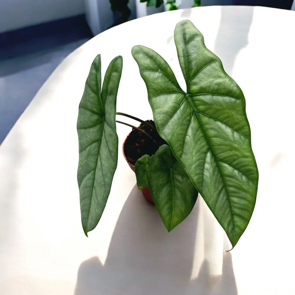 Alocasia heterophylla 'Corazon'
