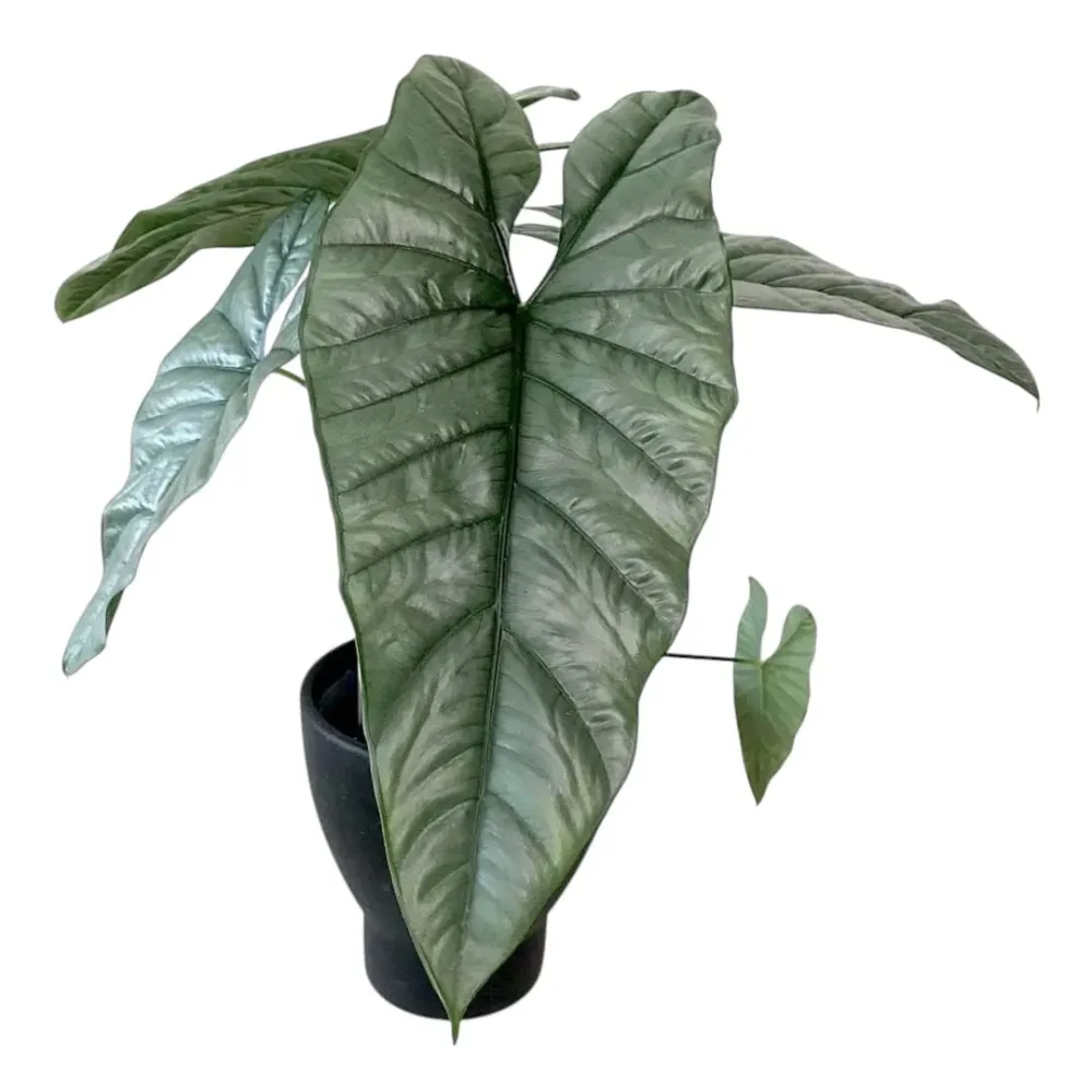 Alocasia heterophylla 'Corazon'