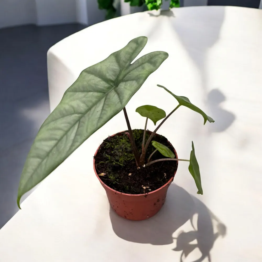 Alocasia heterophylla 'Corazon'