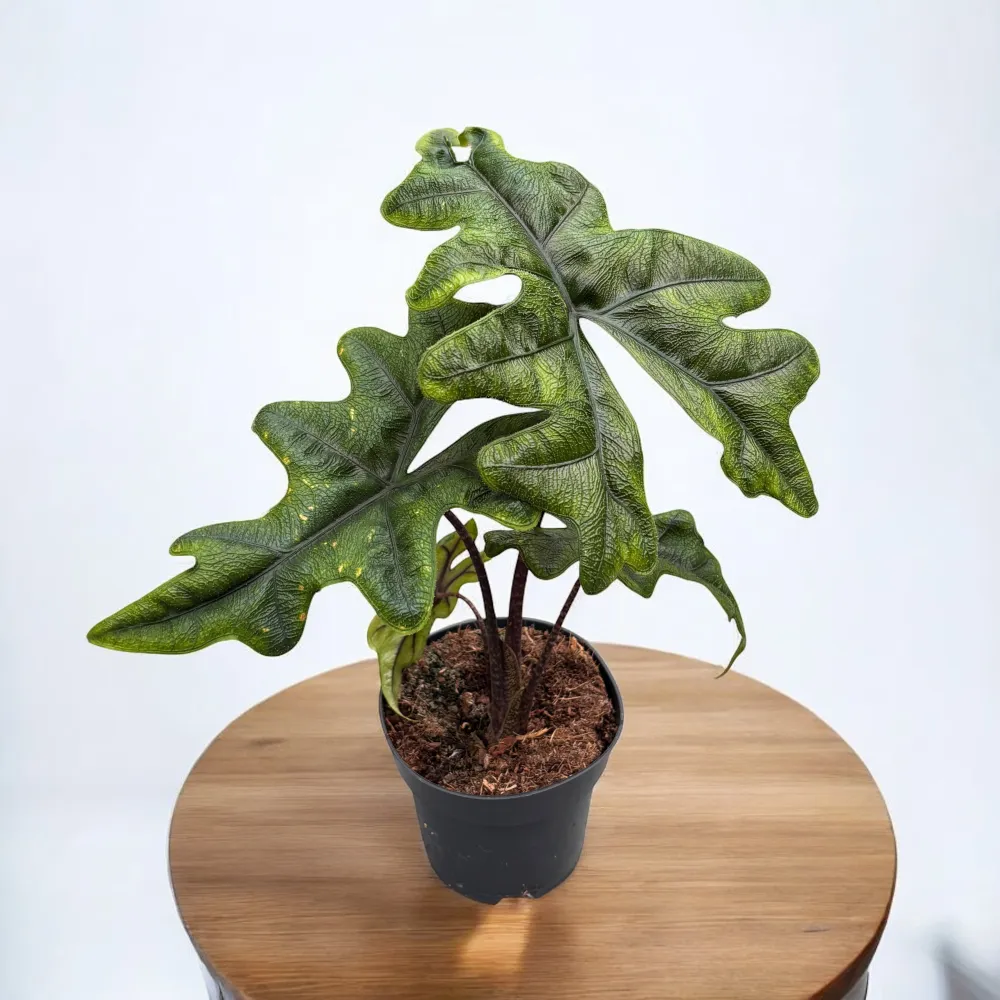 Alocasia 'Jacklyn' (Alocasia Sulawesi, Tandurusa) - varietate rara cu frunzis exotic