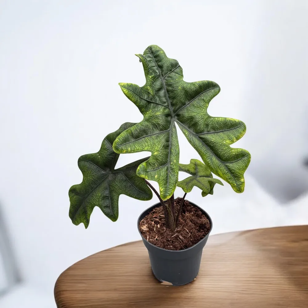 Alocasia 'Jacklyn' (Alocasia Sulawesi, Tandurusa) - varietate rara cu frunzis exotic