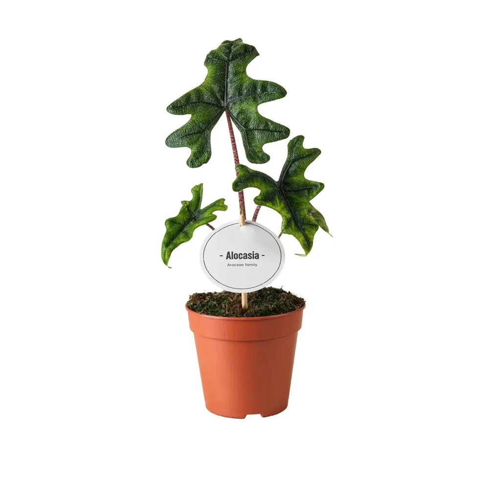 Alocasia 'Jacklyn' (Alocasia Sulawesi, Tandurusa) - varietate rara cu frunzis exotic