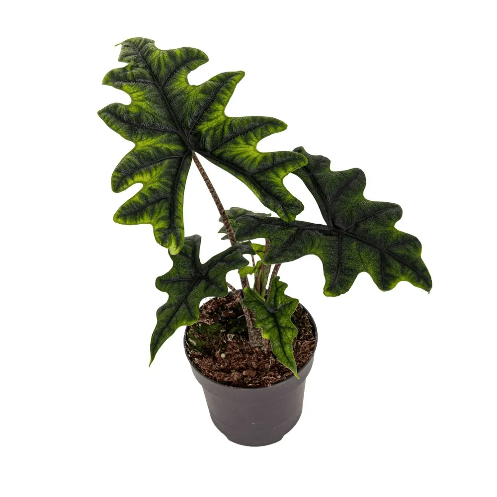 Alocasia 'Jacklyn' (Alocasia Sulawesi, Tandurusa) - varietate rara cu frunzis exotic