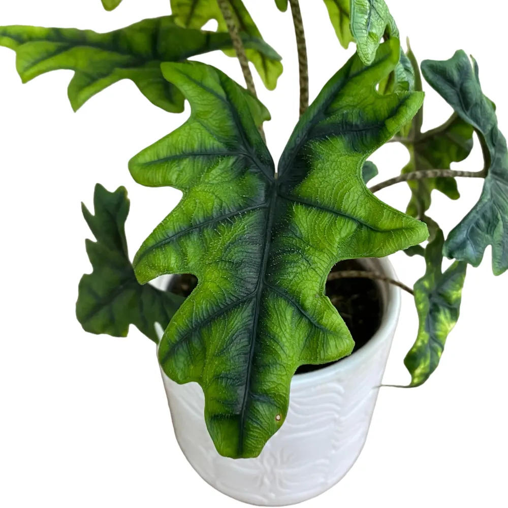 Alocasia 'Jacklyn' (Alocasia Sulawesi, Tandurusa) - varietate rara cu frunzis exotic