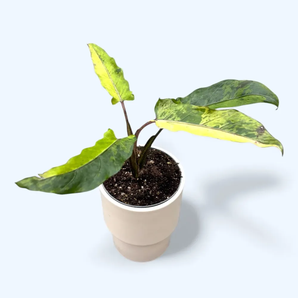 Alocasia lauterbachiana Variegata – frunzis lanceolat cu variegatie spectaculoasa, pentru colectionari