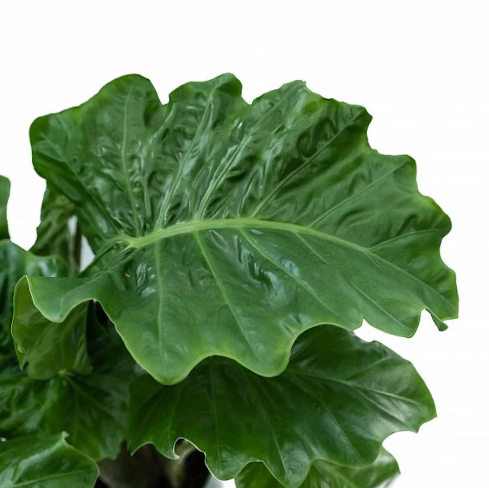 Alocasia 'Low Rider' D12