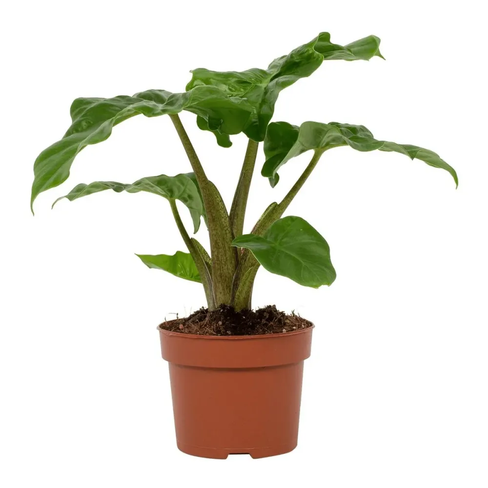 Alocasia 'Low Rider' D12