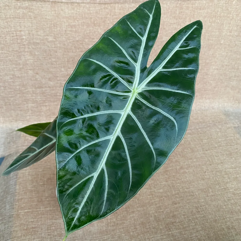 Alocasia lowii 'Morocco'