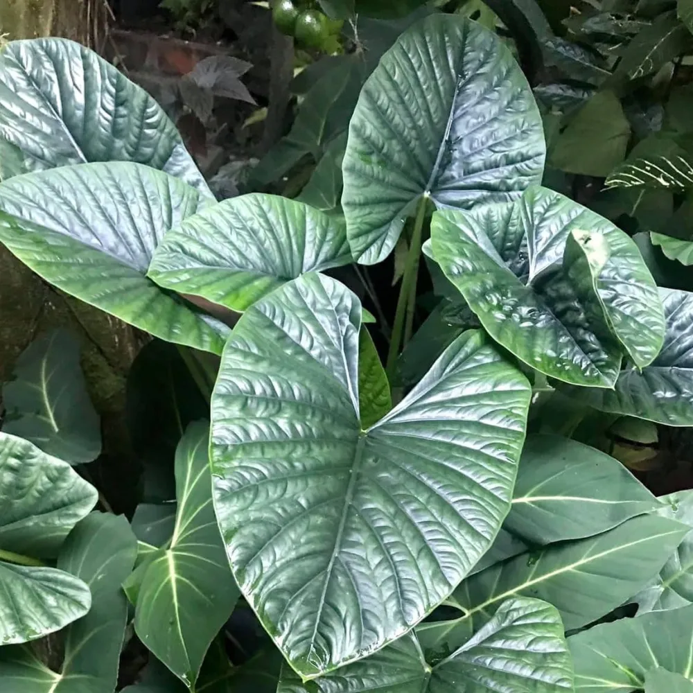 Alocasia 'Lukiwan' - frunze verzi-metalice cu nervuri spectaculoase