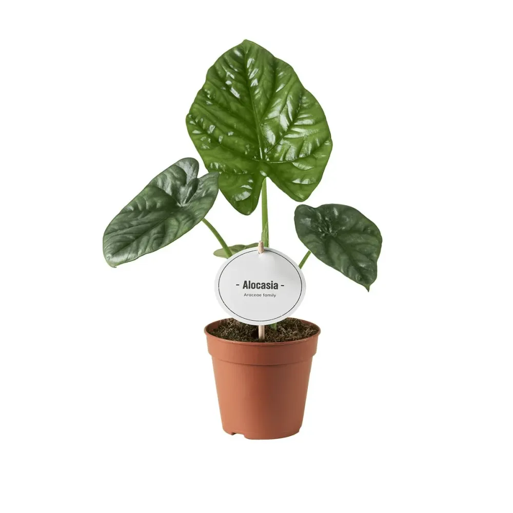 Alocasia 'Lukiwan' - frunze verzi-metalice cu nervuri spectaculoase