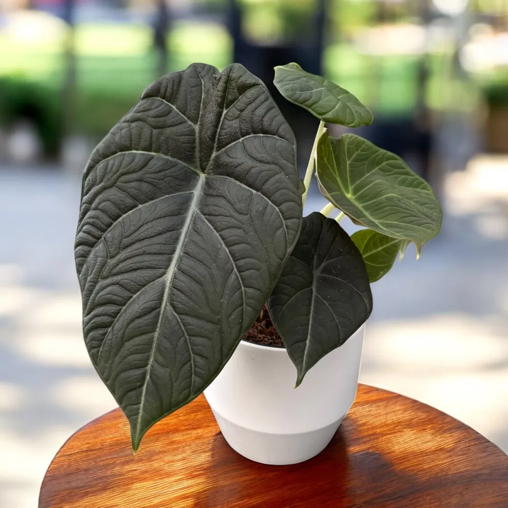 Alocasia Maharani (Grey Dragon) – bijuteria tropicala cu frunze catifelate