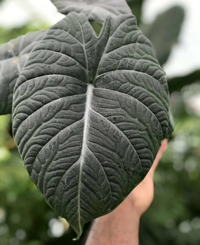 Alocasia Maharani (Grey Dragon) – bijuteria tropicala cu frunze catifelate