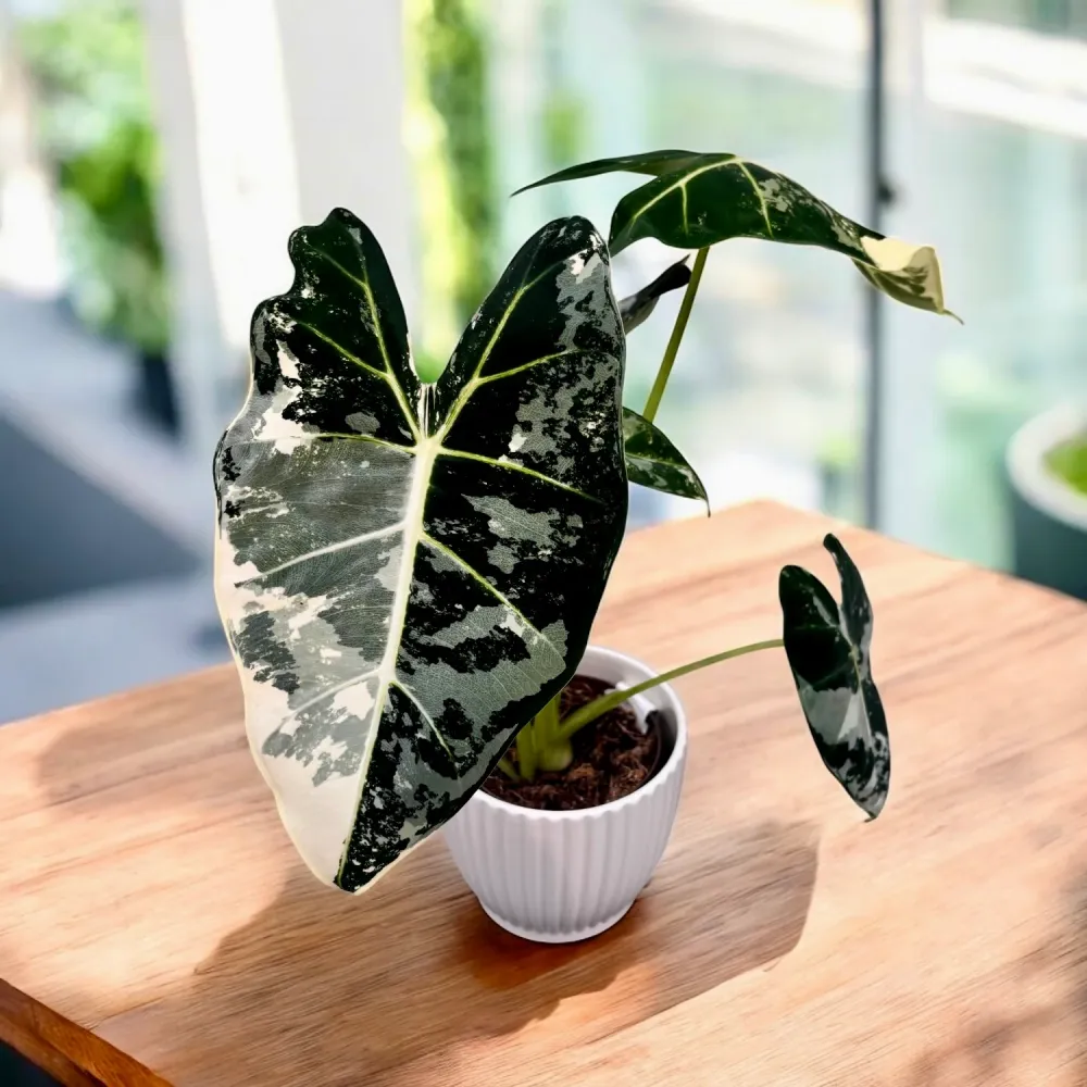 Alocasia micholitziana ‘Frydek Variegata’ – eleganta tropicala verde smarald si alb-crem