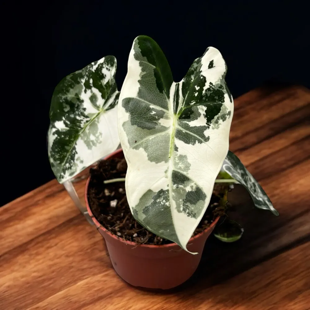 Alocasia micholitziana ‘Frydek Variegata’ – eleganta tropicala verde smarald si alb-crem