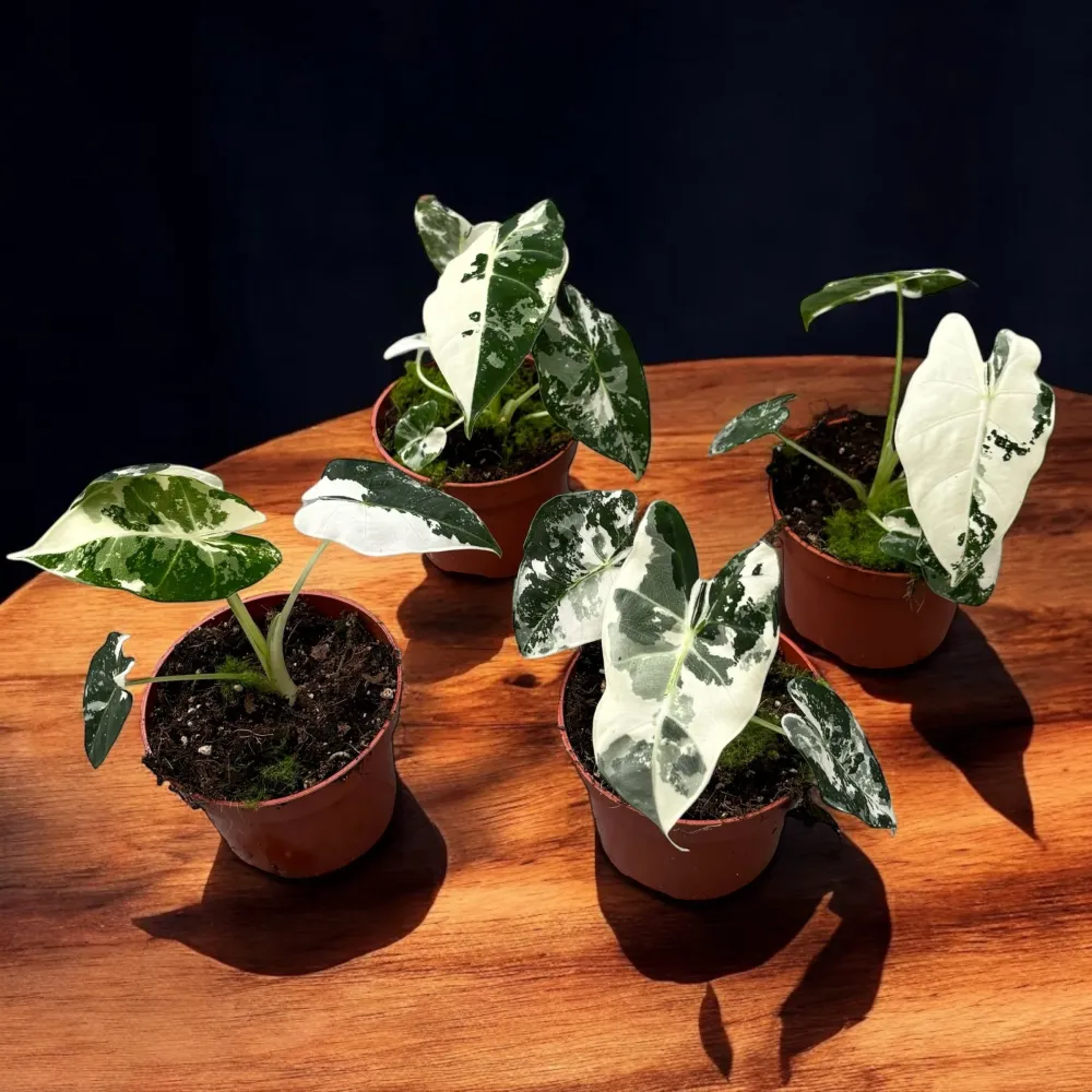 Alocasia micholitziana ‘Frydek Variegata’ – eleganta tropicala verde smarald si alb-crem