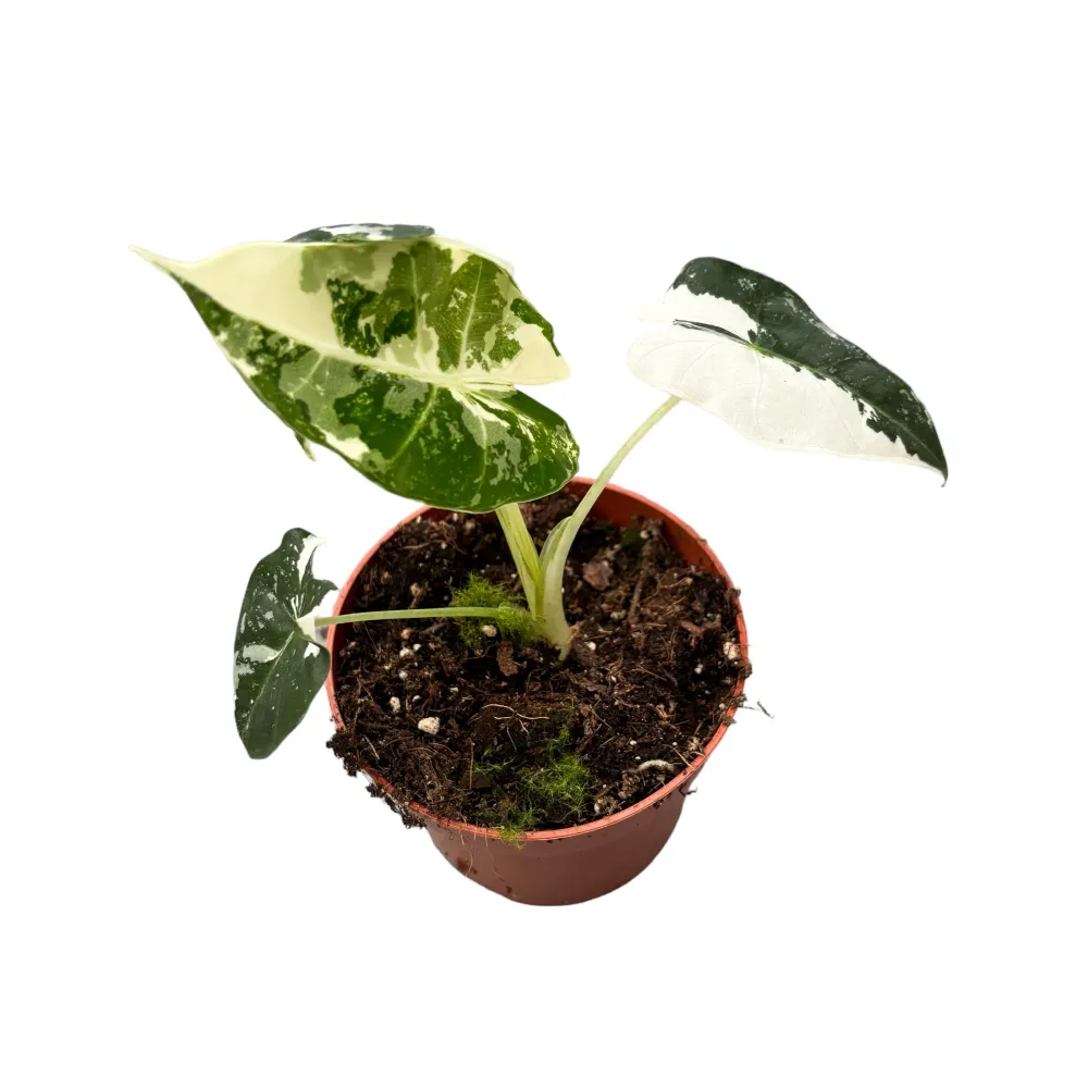 Alocasia micholitziana ‘Frydek Variegata’ – eleganta tropicala verde smarald si alb-crem