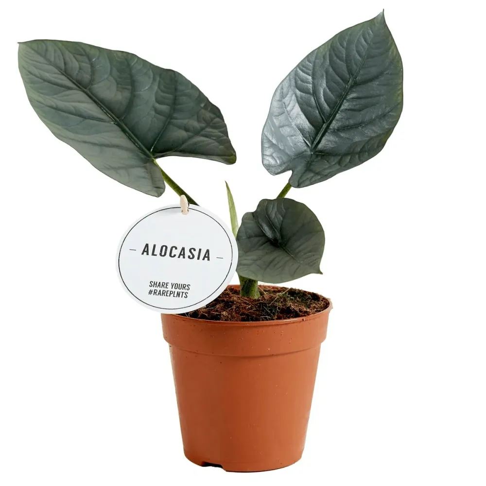 Alocasia Nebula (Elaine)