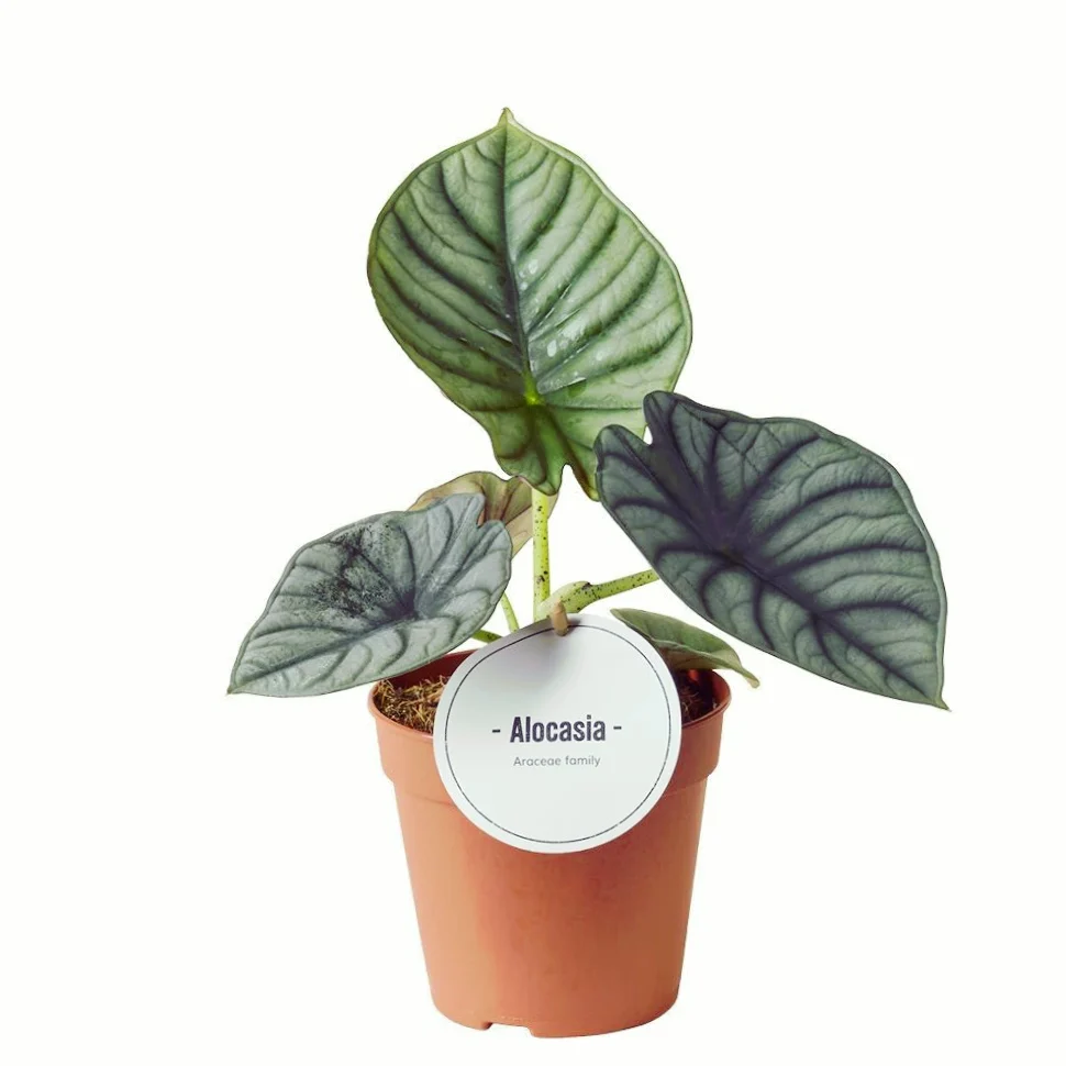 Alocasia Nebula (Elaine)