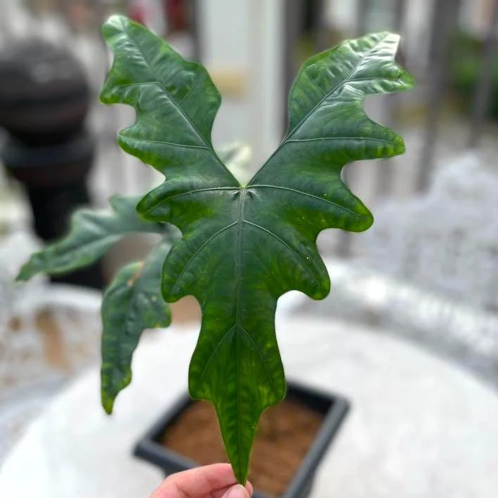 Alocasia nycteris 'Bat Wing' - frumusete tropicala cu frunze forma de aripi